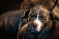 Pit Bull puppy asleep : closeup