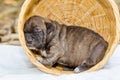 Pit bull puppy dog Royalty Free Stock Photo