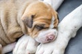 Pit bull puppy dog Royalty Free Stock Photo