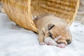 Pit bull puppy dog Royalty Free Stock Photo