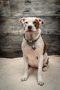 Pit Bull Puppy Dog Studio Shot Royalty Free Stock Photo