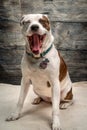 Pit Bull Puppy Dog Yawning Studio Shot Royalty Free Stock Photo