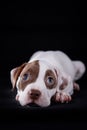 Pit bull puppy sweet Royalty Free Stock Photo