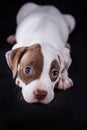 Pit bull puppy sweet Royalty Free Stock Photo