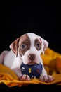 Pit bull puppy sweet Royalty Free Stock Photo