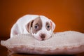 Pit bull puppy sweet Royalty Free Stock Photo