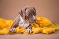 Pit bull puppy sweet Royalty Free Stock Photo