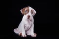 Pit bull puppy sweet Royalty Free Stock Photo