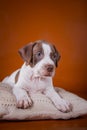 Pit bull puppy sweet Royalty Free Stock Photo