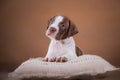 Pit bull puppy sweet Royalty Free Stock Photo