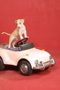 Pit bull puppy at the wheel Royalty Free Stock Photo