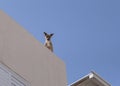 Pit Bull on a Rooftop Guarding His Home Royalty Free Stock Photo