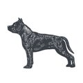 Pit bull silhouette, engraved style vector