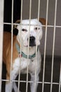 Pit bull sits in his cage