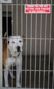 Pit bull sits in his cage at the animal shelter