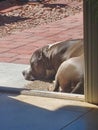 Pit bull sleeping in the sun