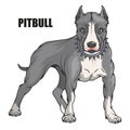 Pit bull terrier, american pit bull, pet logo, dog pitbull, colored pets for design, colour illustration suitable as logo or team Royalty Free Stock Photo