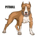 Pit bull terrier, american pit bull, pet logo, dog pitbull, colored pets for design, colour illustration suitable as logo or Royalty Free Stock Photo