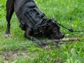 Pit bull terrier breed dog drinks from a pipe outdoors. Royalty Free Stock Photo