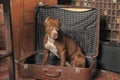 Dog in suitcase