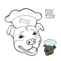 Pit bull Terrier in a chef`s cap. Coloring book page. Vector illustration. Vector logo pure-bred.