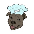 Pit bull Terrier in a chef`s cap. Vector illustration. Vector logo pure-bred