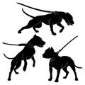 Pit Bull Terrier with a collar. Dog on a leash. Silhouette. Vector illustration on a white background. Royalty Free Stock Photo
