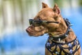 Pit Bull Terrier in a collar with thorns Royalty Free Stock Photo