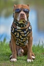 Pit Bull Terrier in a collar with thorns Royalty Free Stock Photo