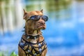 Pit Bull Terrier in a collar with thorns Royalty Free Stock Photo