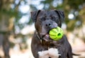 A Pit Bull Terrier dog holding a ball Royalty Free Stock Photo