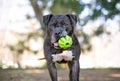 A Pit Bull Terrier dog holding a ball