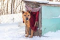 A pit bull terrier dog on a leash peers out of the kennel in winter