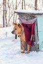 A pit bull terrier dog on a leash peers out of the kennel in winter
