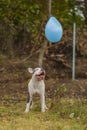 pit bull terrier dog playing with a balloon Royalty Free Stock Photo