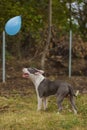 pit bull terrier dog playing with a balloon Royalty Free Stock Photo