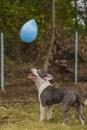 pit bull terrier dog playing with a balloon Royalty Free Stock Photo