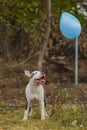 pit bull terrier dog playing with a balloon Royalty Free Stock Photo