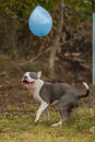 pit bull terrier dog playing with a balloon Royalty Free Stock Photo