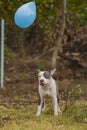 pit bull terrier dog playing with a balloon Royalty Free Stock Photo