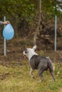 pit bull terrier dog playing with a balloon Royalty Free Stock Photo