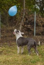 pit bull terrier dog playing with a balloon Royalty Free Stock Photo