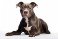 Pit Bull Terrier Dog Sitting On A White Background