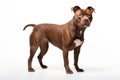 Pit Bull Terrier Dog Upright On A White Background