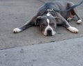 Pit Bull Terrier laying down