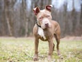 A Pit Bull Terrier mixed breed dog with `cherry eye`