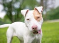 A Pit Bull Terrier mixed breed dog with floppy ears and a funny expression Royalty Free Stock Photo