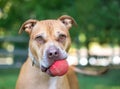 A Pit Bull Terrier mixed breed dog holding a red ball