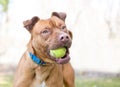 A Pit Bull Terrier mixed breed dog holding a tennis ball