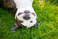 A Pit Bull Terrier mixed breed dog lying upside down in the grass and smiling Royalty Free Stock Photo